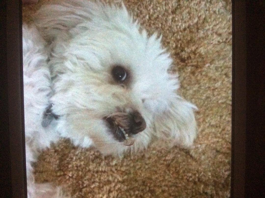This little guy needs a forever home. 4 years old Male his name is Moe , thought he had a forever home but did not work out.