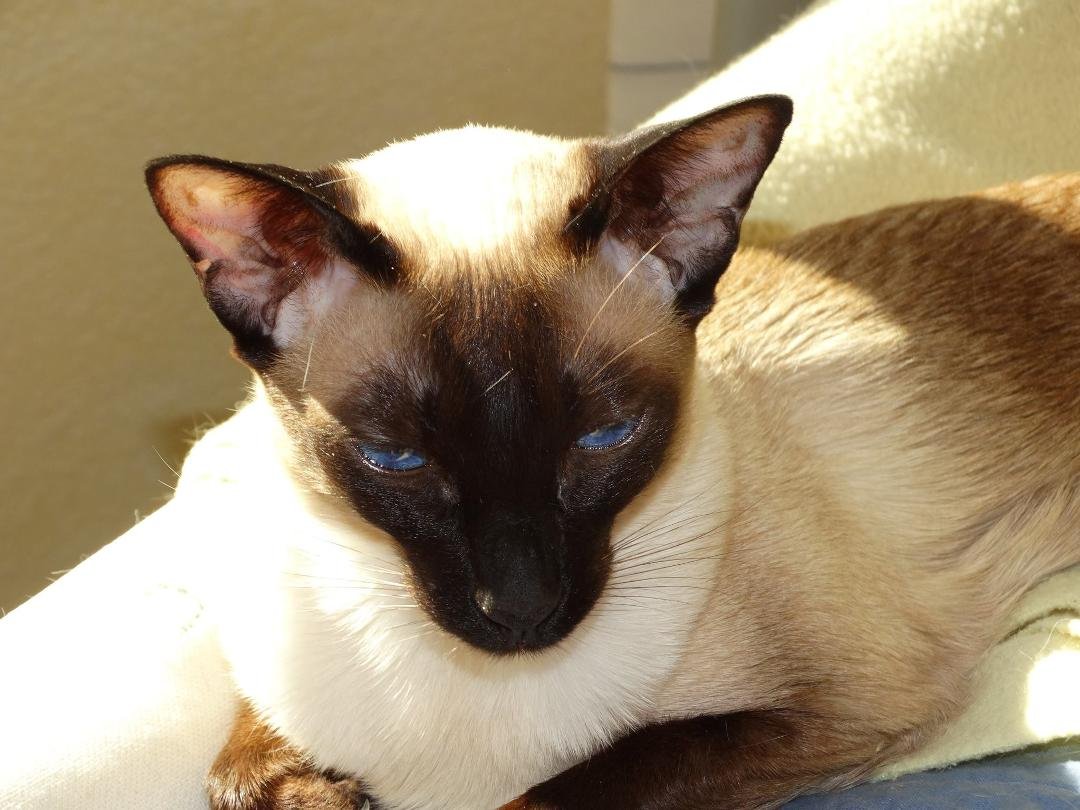 Taji - Our Little Princess.