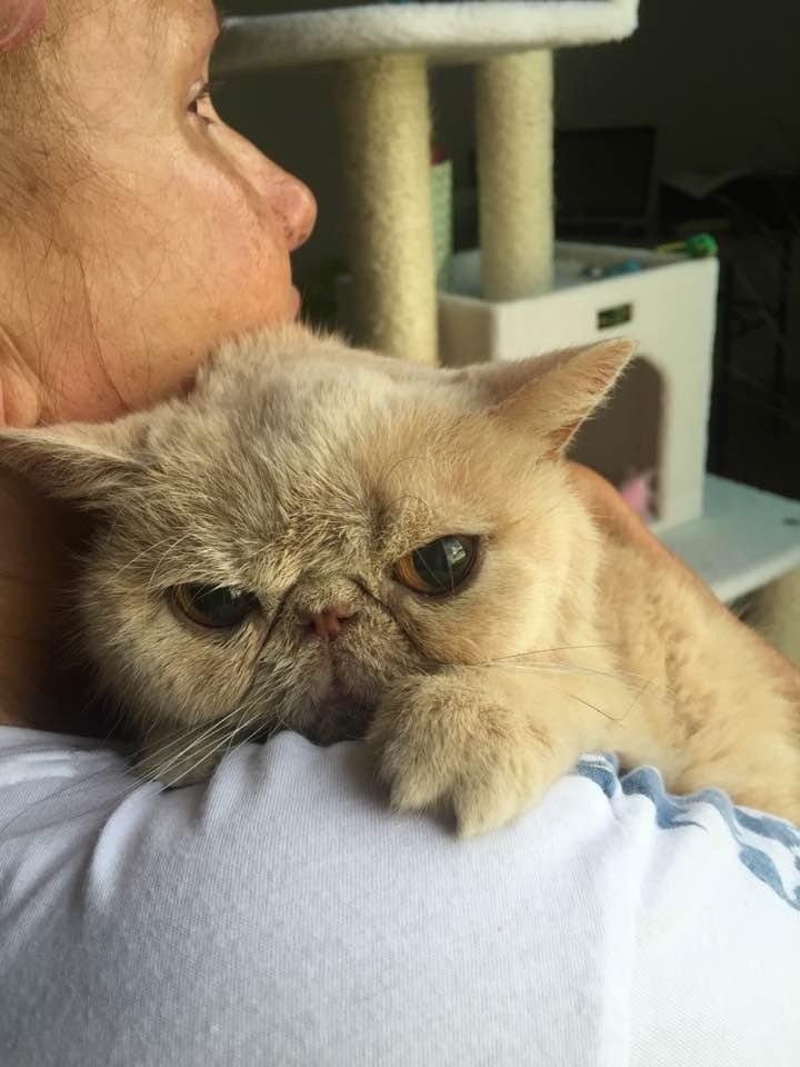 My Hanaku passed away in my arms this morning - she was my life. Thank you all for your prayers and support as she went through her treatments💕🙏💕.