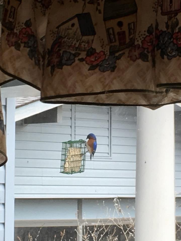 Virginia Bluebird