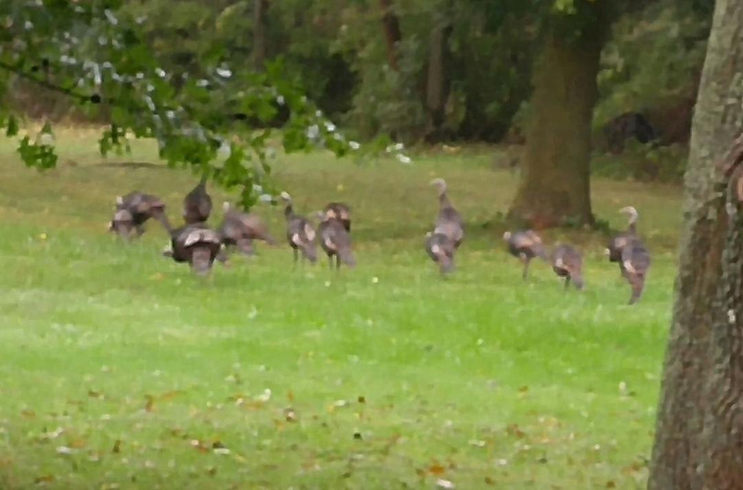Hey Bay Turkey's out for stroll