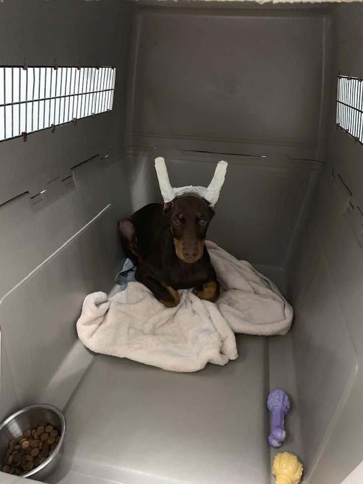 Puppy win! He got in his crate on his own to take a nap!