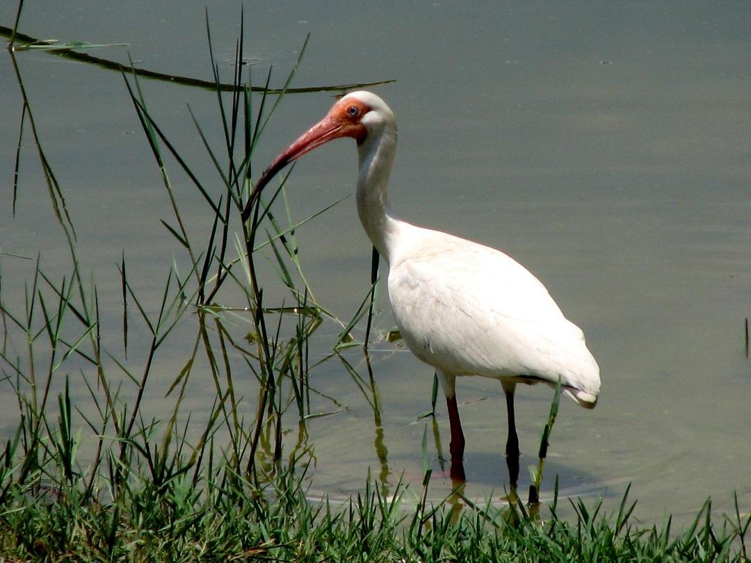 I adore the birds of Florida!!