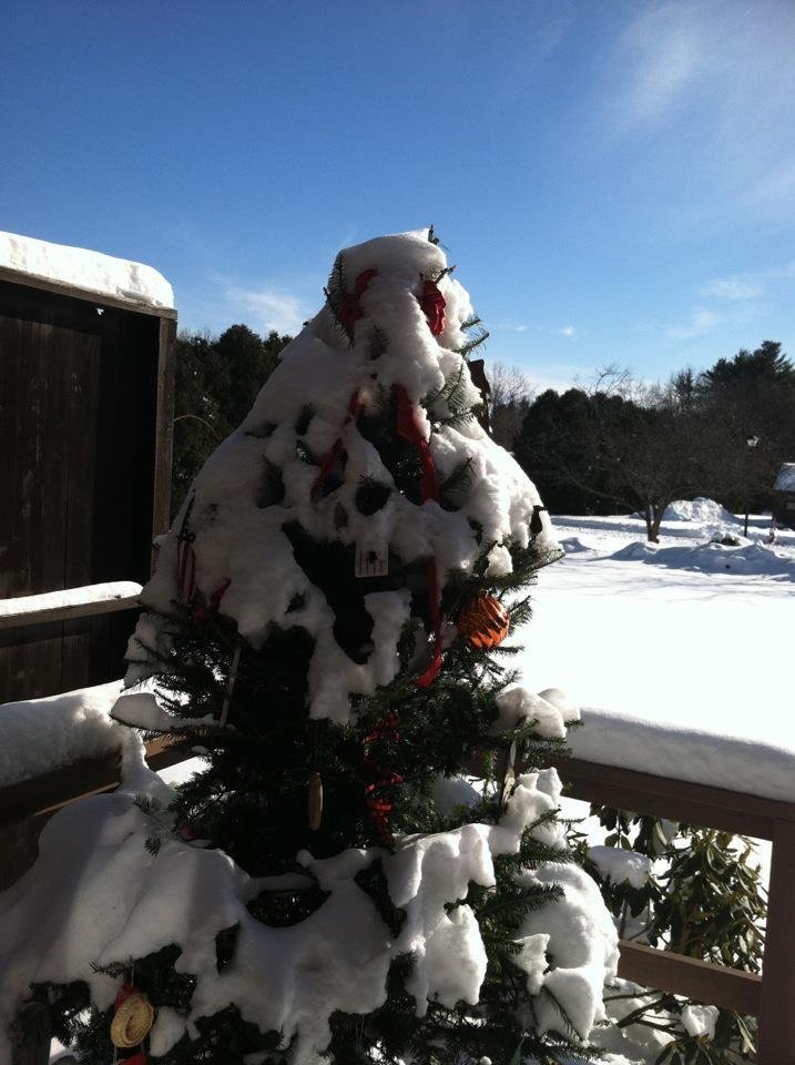 Lovin the snow in Mass