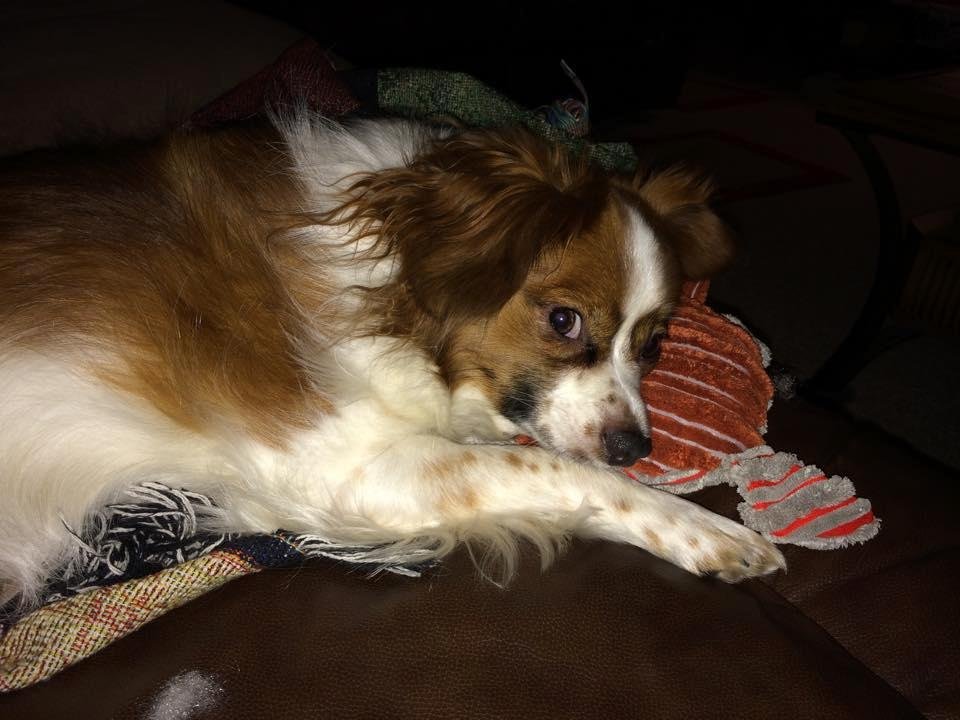 Thank you to all my friends who have reached out with kind words about Kibbles. Bitz is doing ok.