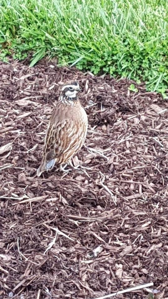 Alright this little Bastard is freaking me out, it won't leave me alone.