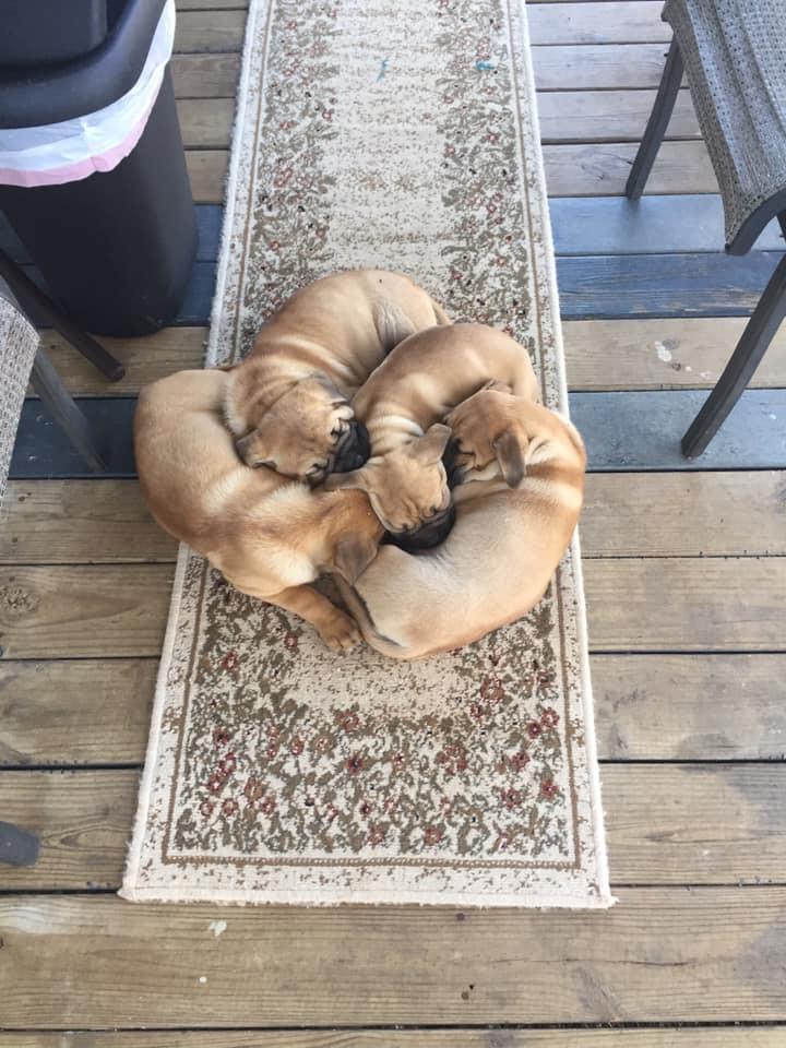 Hello,
We are seeking forever homes. Born on Thanksgiving day two boys and two girls... we love to play, eat, sleep and chew... if you are interested in becoming my family... please feel free to inbox... Kat, she’s a nice