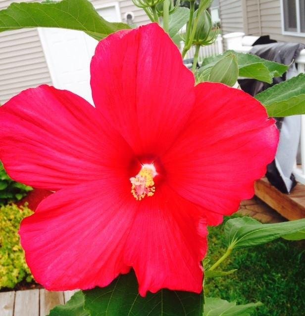 First, and only, Hibiscus bloom. Very late this year. Bruce Hunter, you probably have hundreds in Florida!