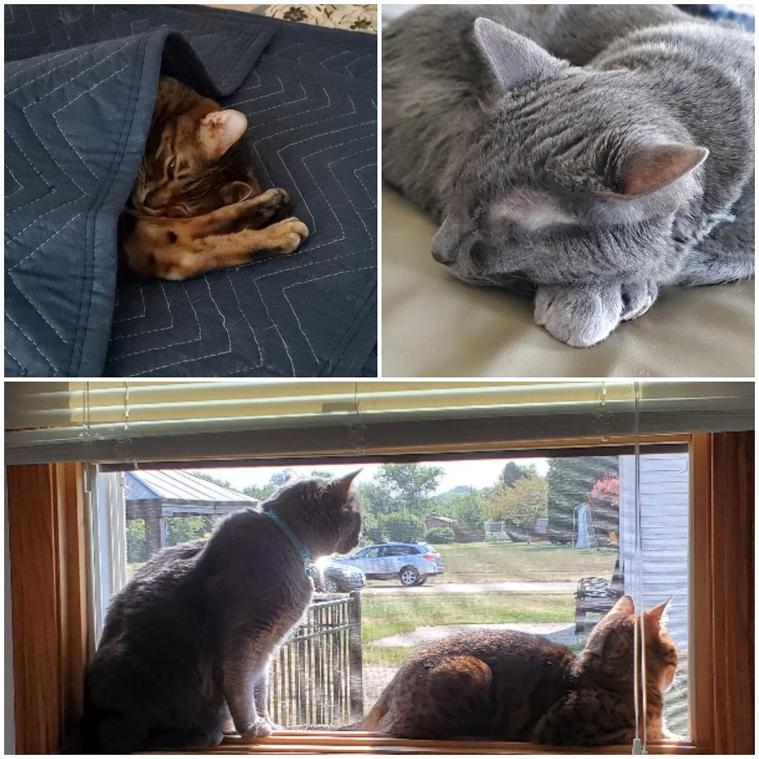 International cat day.