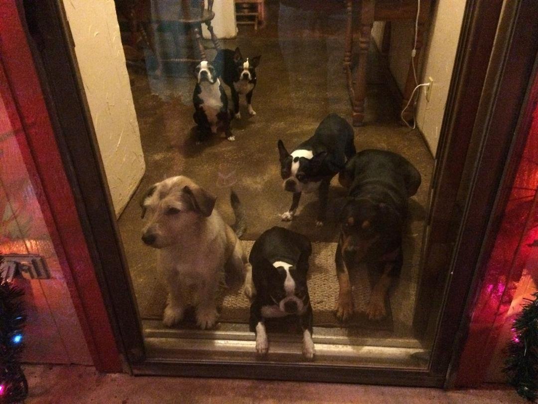 Happy National Pet Day!!!!!!