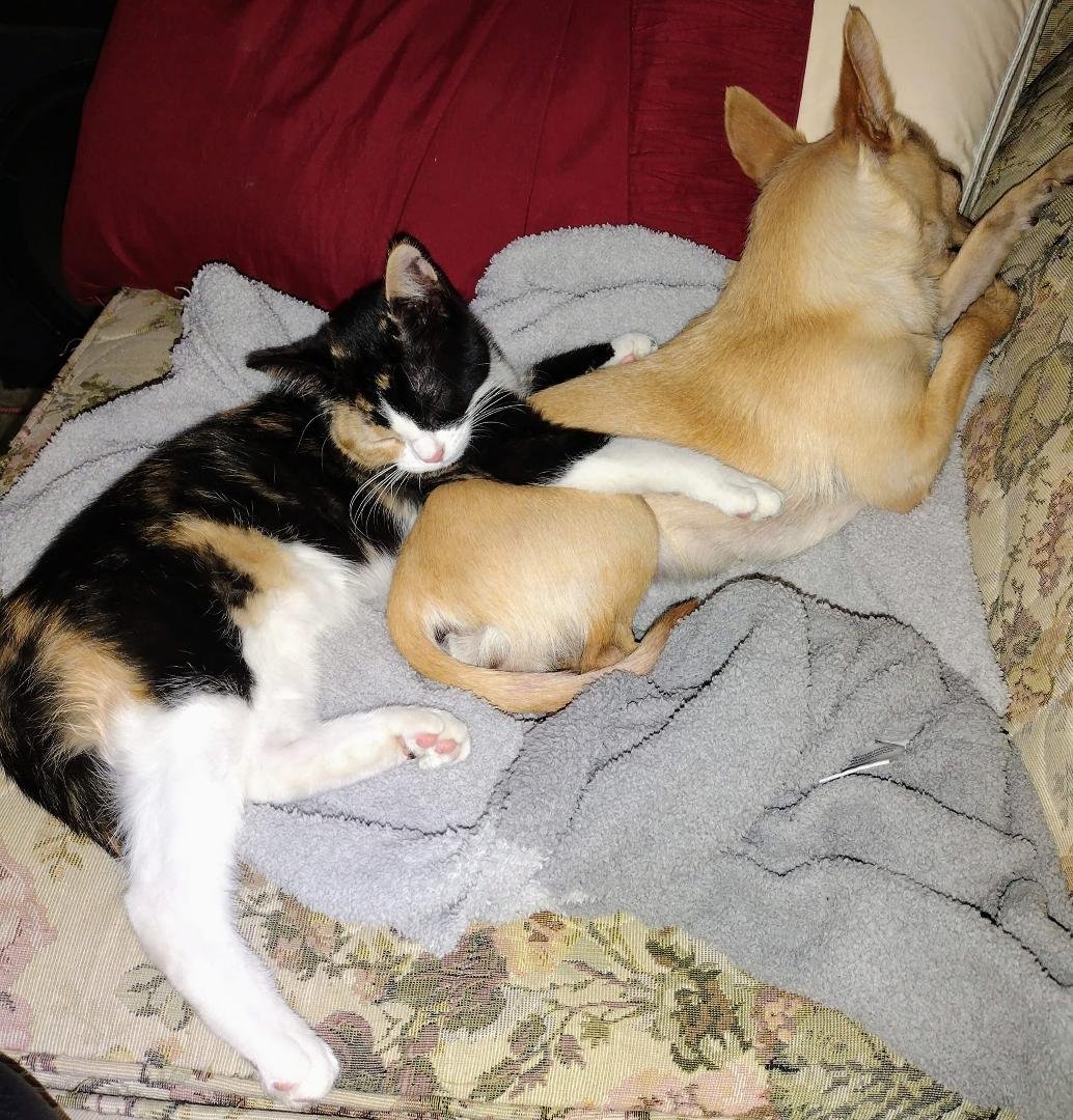 My babies sleeping lol Ain't they sweet