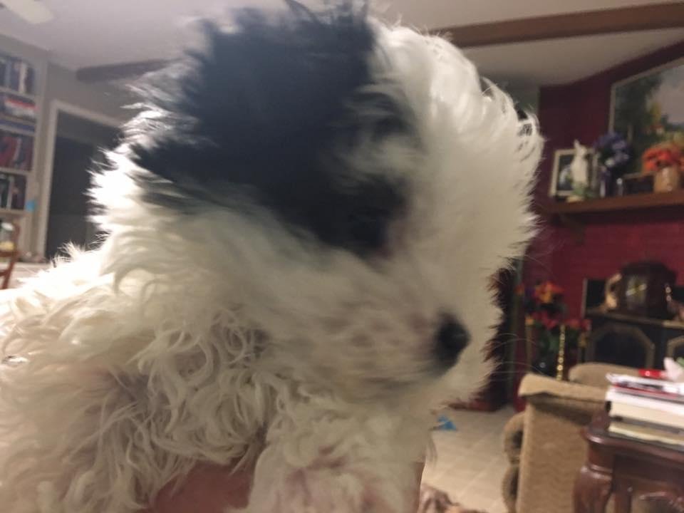 7 week old Snowball