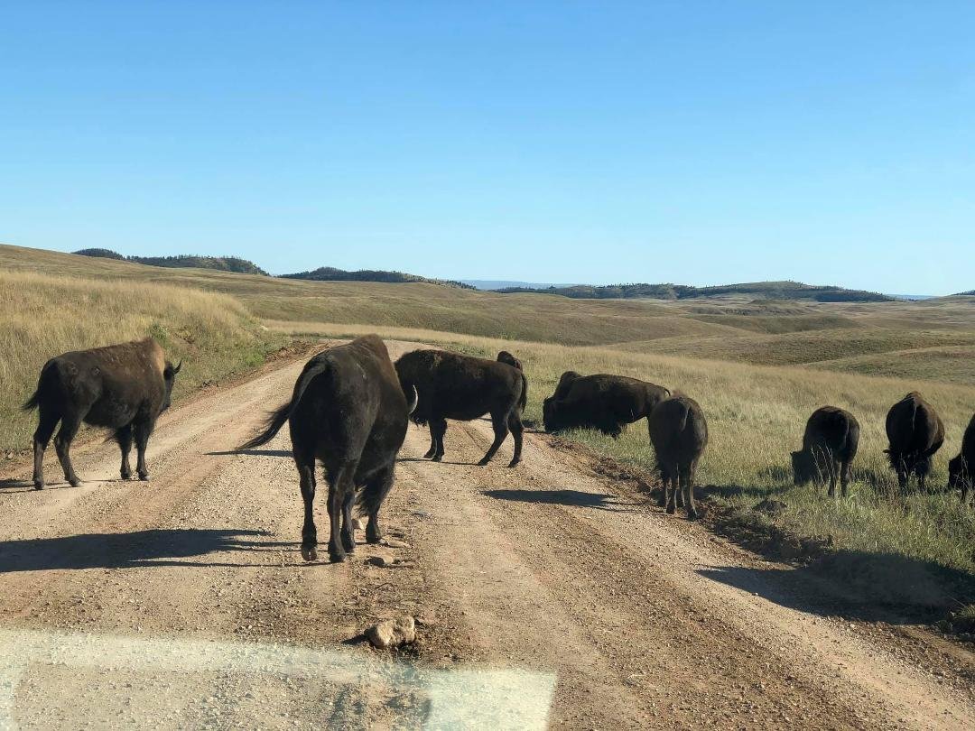 Drive through Custer State Park along Wildlife Loop Road.