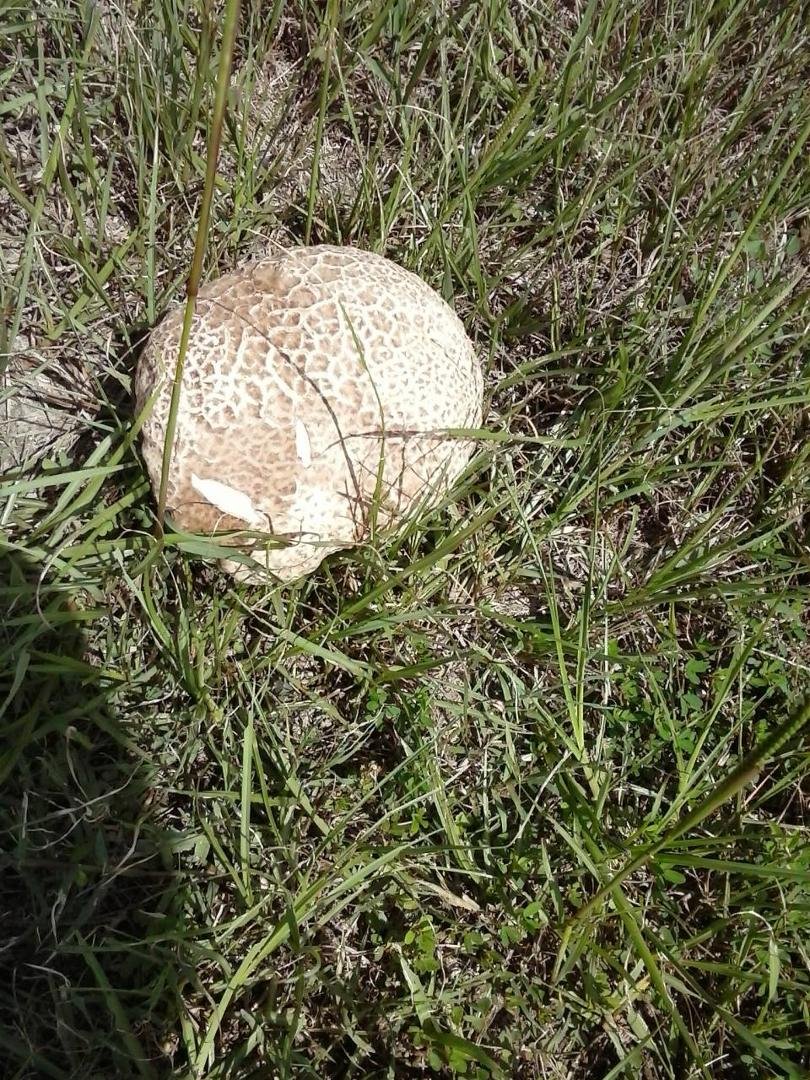Tina, Just for you. You like.mushrooms. I thought you would like this one. I call them dog poop mushrooms. The difference in this one. It is as big as my foot. I never seen them this big before