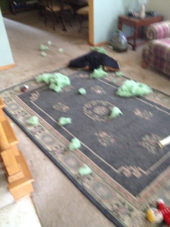 Dog 1 dog bed 0