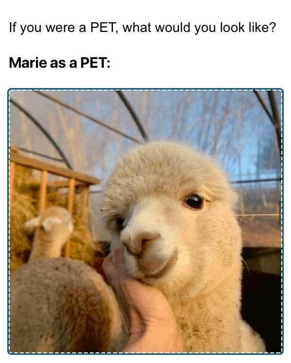 That’s me! Cute but watch out I spit when angry