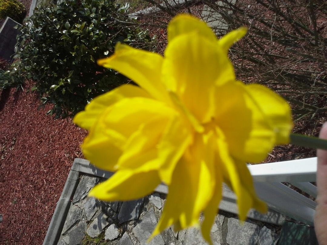 Just picked this buttercup and it has the faintest sweet odor. Isn't the Lord wonderful to bless us thus way.