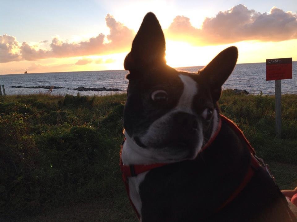 Happy Birthday Jenny ! 9 yrs old yesterday Nov 18