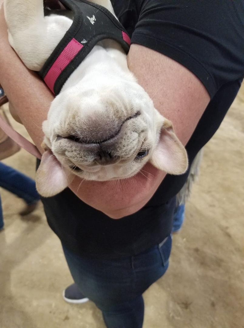Yoda.