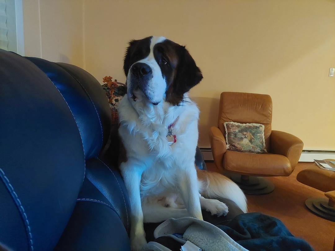 A day late for National Puppy Day but Max insisted!