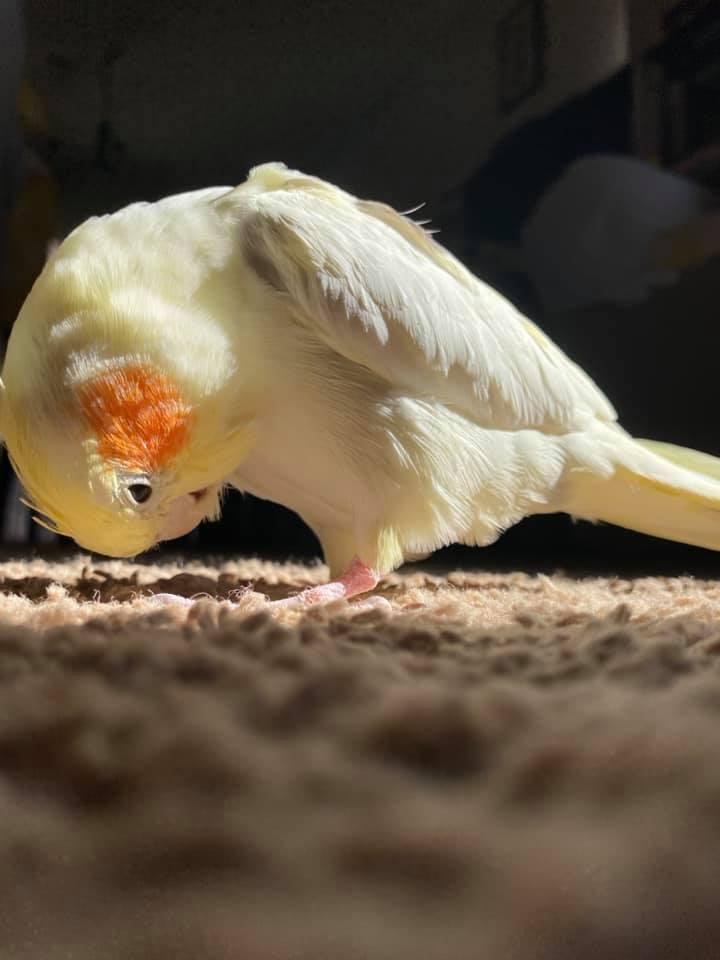 Melisa Cornejo
West Covina Buzz
7h ·
X
If anyone finds a dead or injured cockatiel 😕 Mine flew out of my hands this morning.