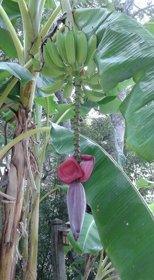 Maybe we'll have bananas this year.