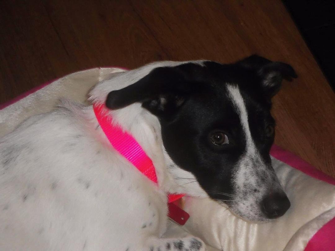 Here is a picture of my new dog Shy she is a sweet heart.
Terri