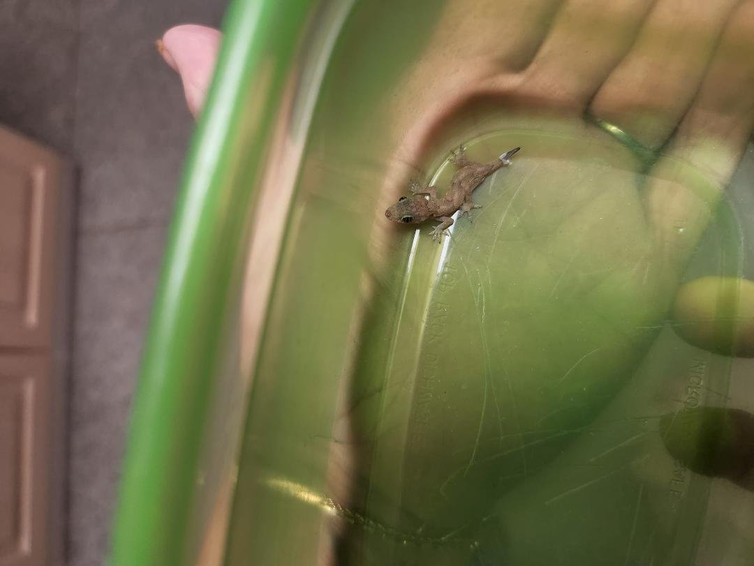 And we found a baby Gecko in our sink last night!!!