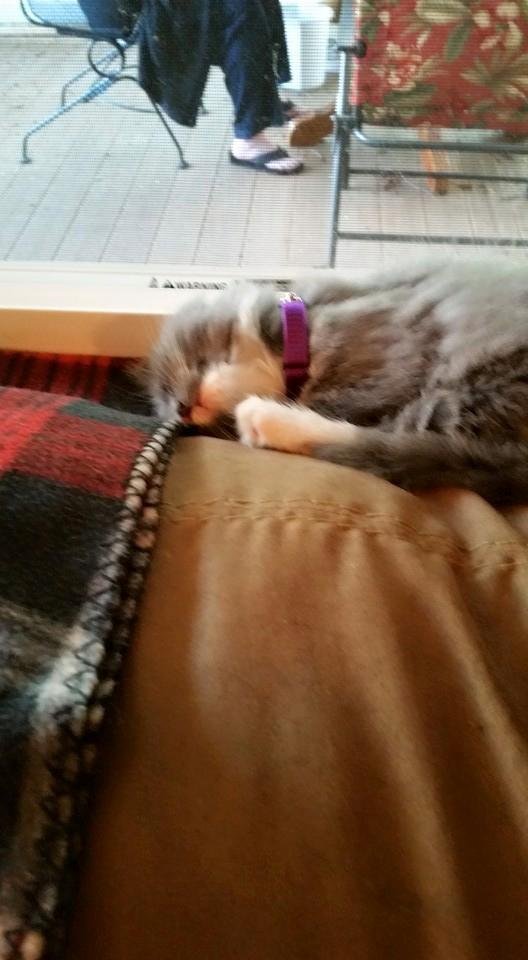 This is Figgie. Already very comfortable sleeping in the window.