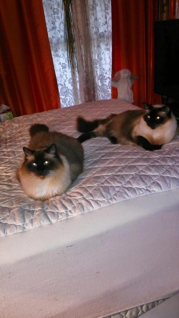 This is Oscar on the Left and Eleanora on the right. They are Ragdolls. And they love to make it difficult for us to make the bed.