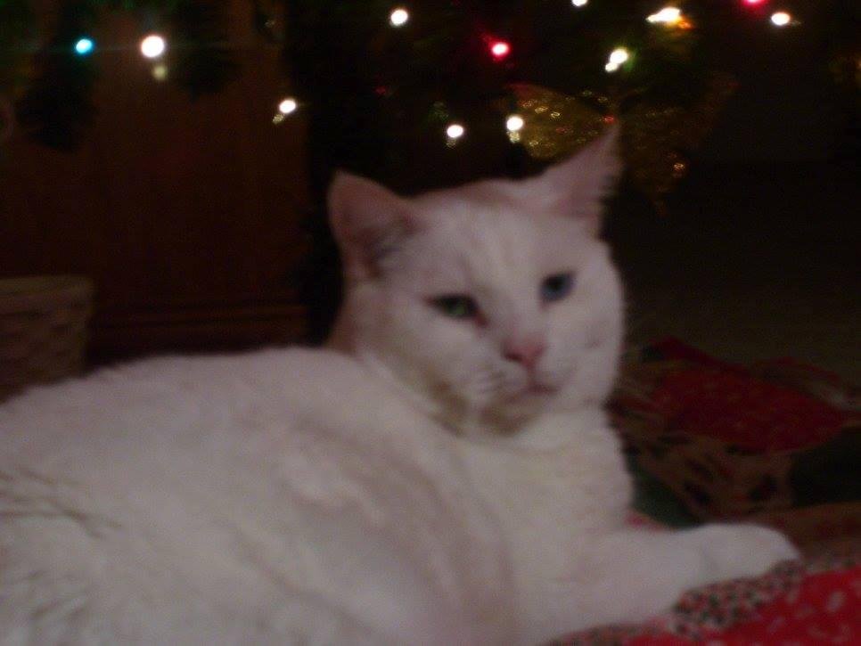 this is my moms cat bg he has blue eye & green eye
