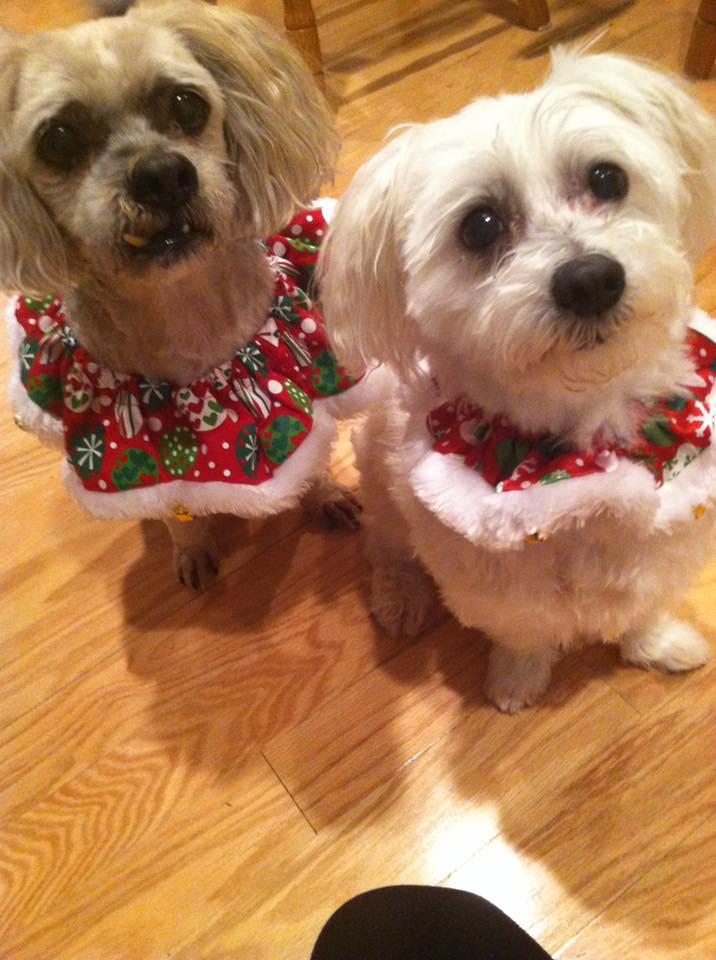 Happy National Dog Day to my 2 Sweet Boys. ❤️❤️❤️