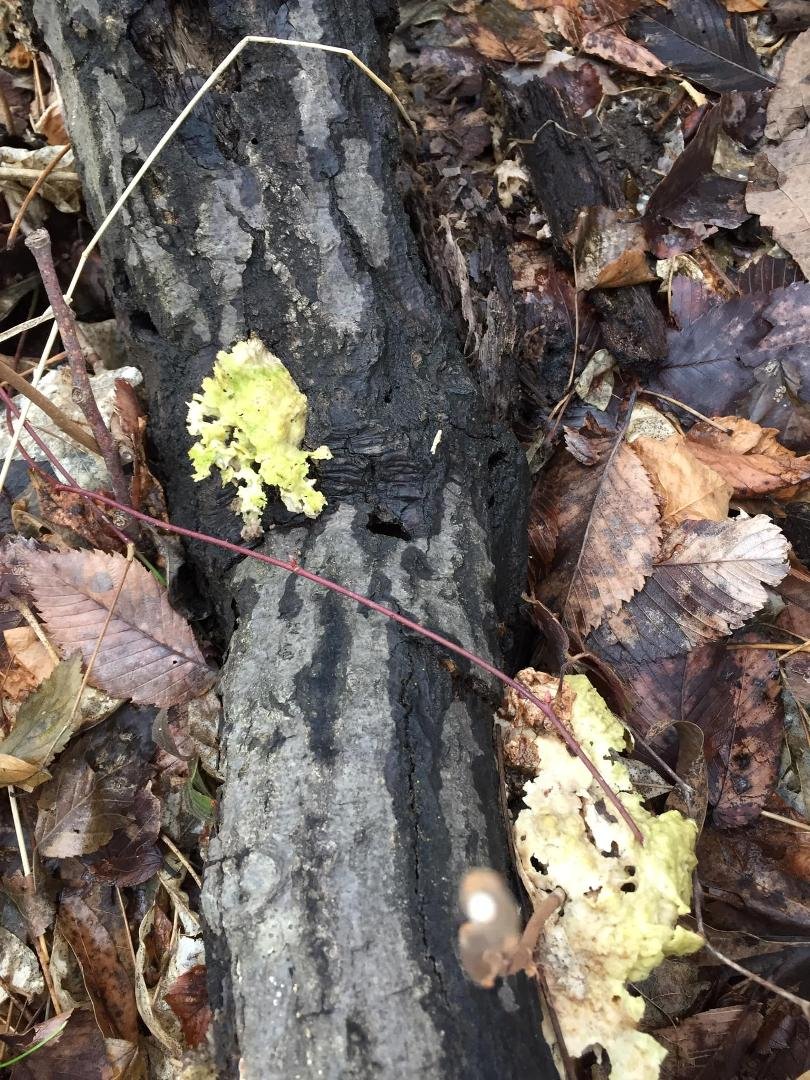 Jeffrey Nagy's album, Mobile Uploads