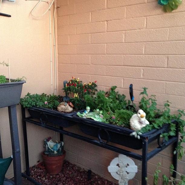 Herbs