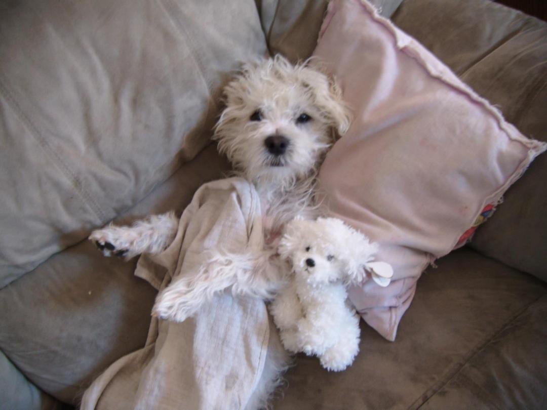 Casey and I need your help. Please go to Groom N Tails Anamosa and "like" Casey's photo. Its a contest. Thanks everyone.