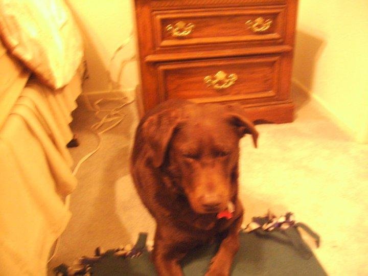 Bosco