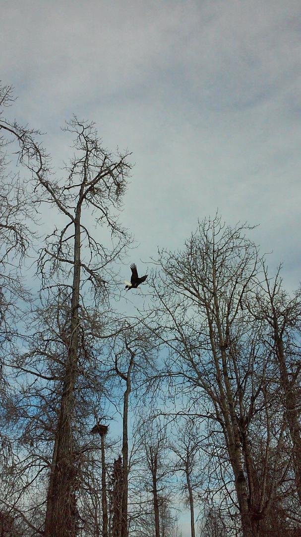 Our resident eagle in Alaska.