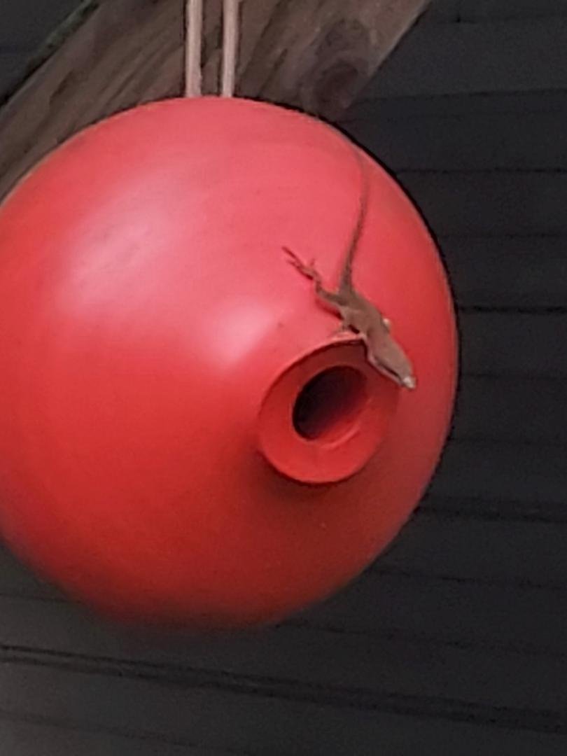 Normal people put up bird houses to attract birds. This is what we get.
