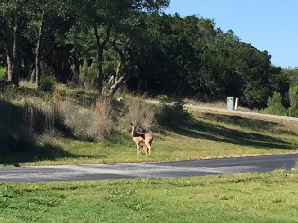 If you look closely you will see a fawn hours old that was born in my side yard on May 20th. The fawn is so small she can stand below her mama's tummy and still need to reach up to nurse.