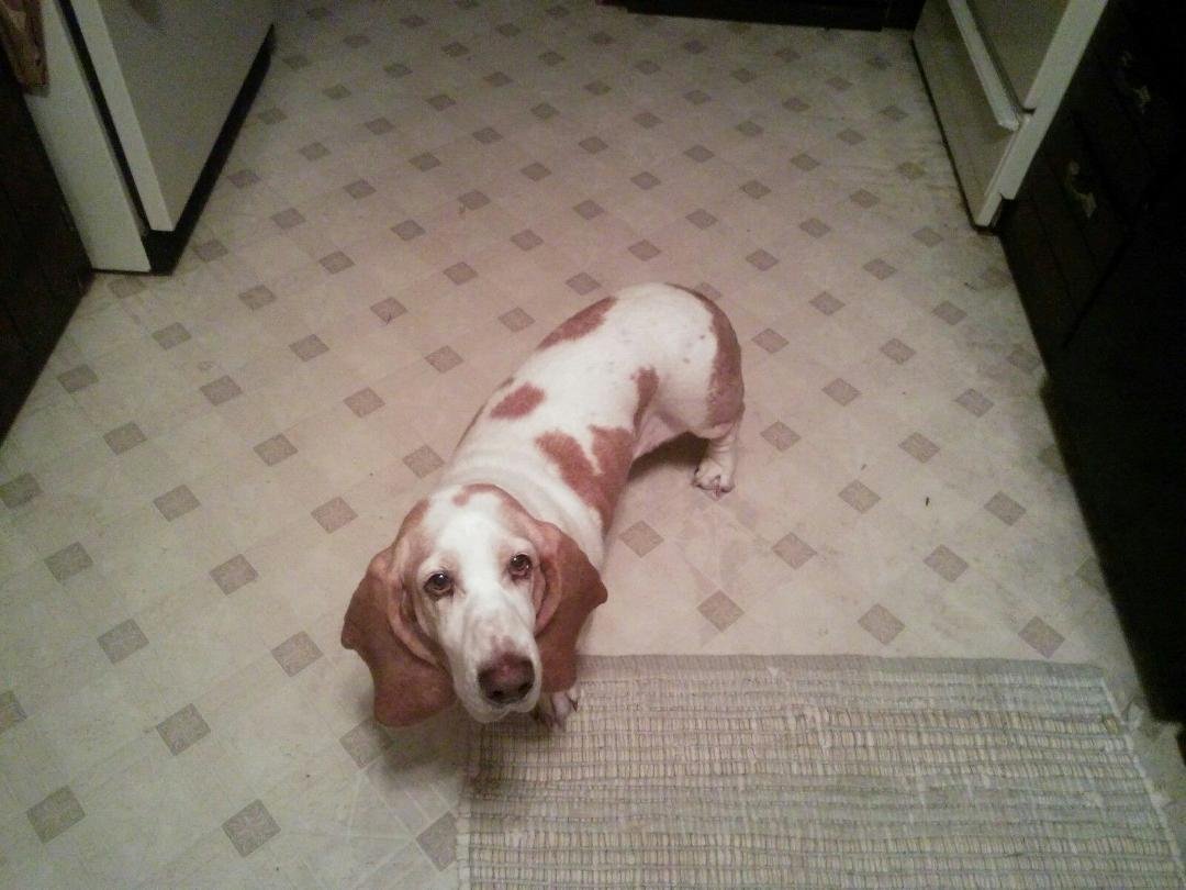 Foster Mandy 2 weeks after HW treatment