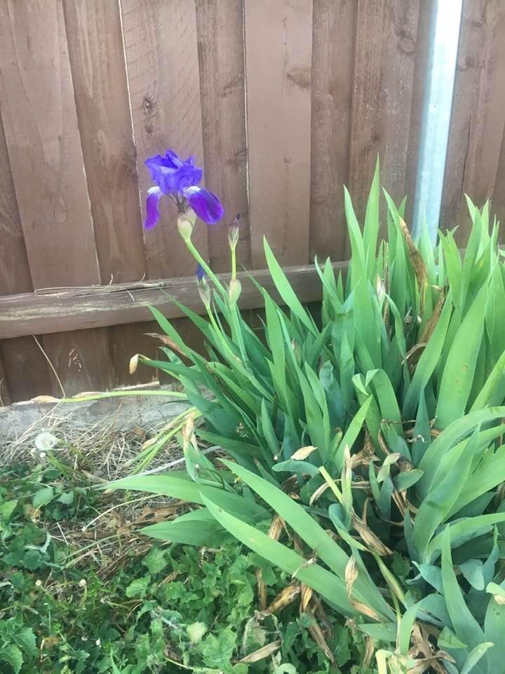 Mother bloom!
