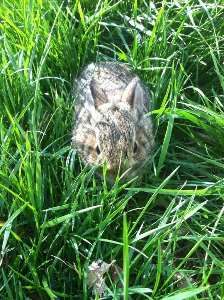 I was challenged by Mary Eve Bramante-Cain, first day of a picture of nature...