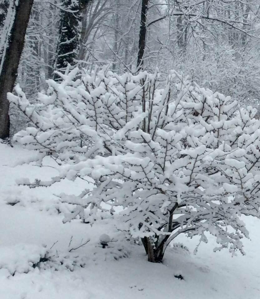 Diana Plumer's album, Timeline Photos
