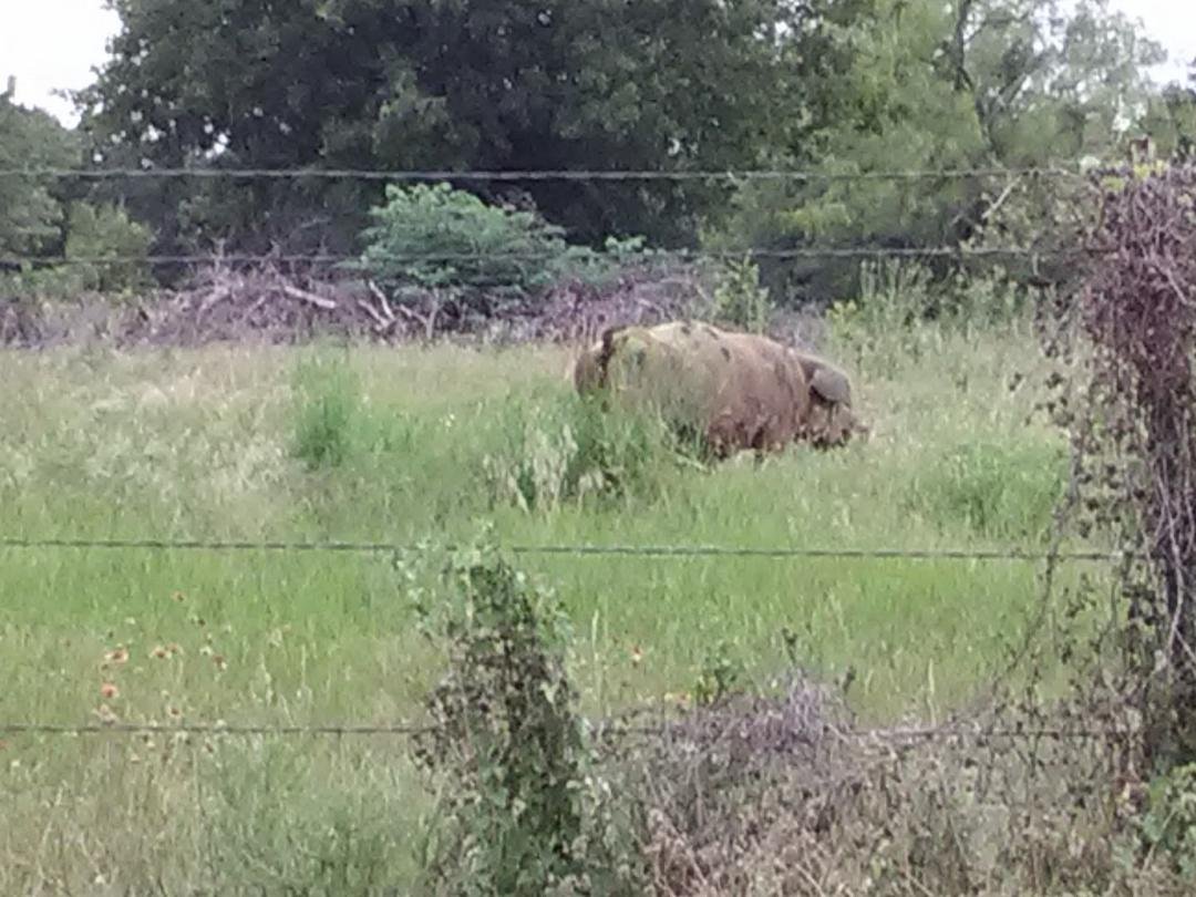 Got hogs on SW 10th Street.