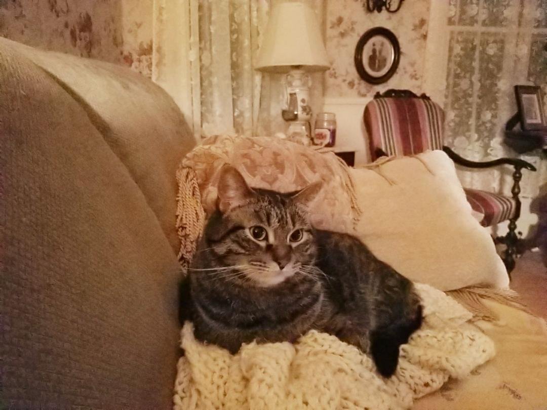 This is Chandler. He's a tiger tabby.