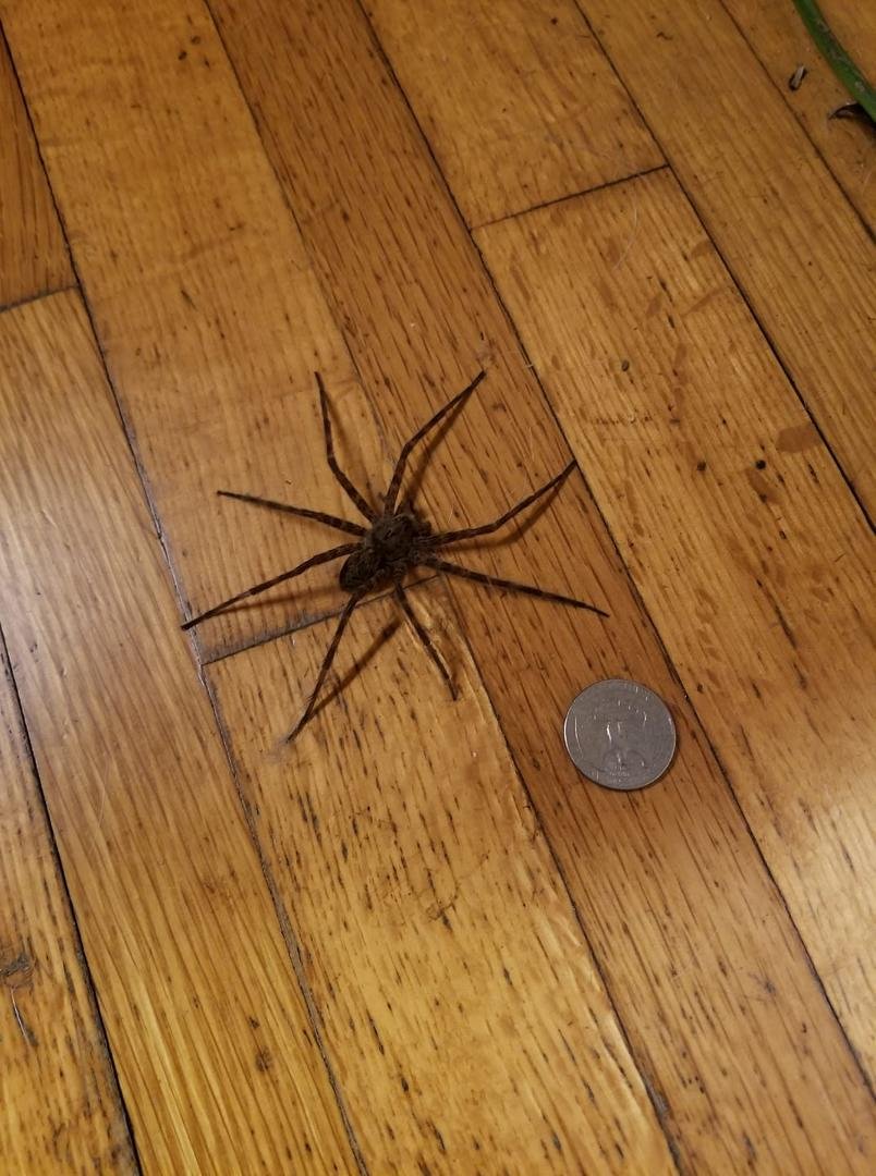 not so itsy-bitsy