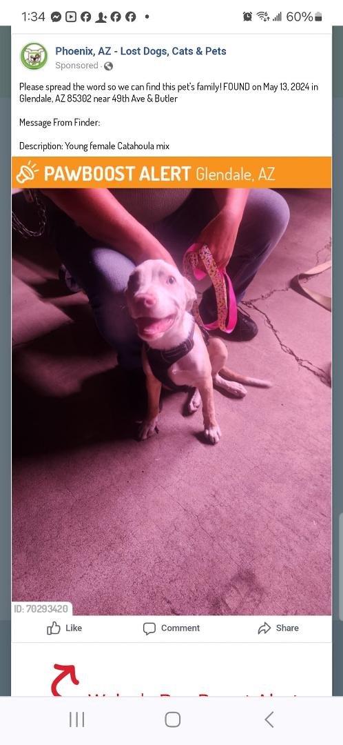 On 5/13/24 at 12:30am, a young female Catahoula mix dog was found at the intersection of 49th Ave & Butler. If you have any information, please contact Mangy Mutt Rescue at 4809315276.