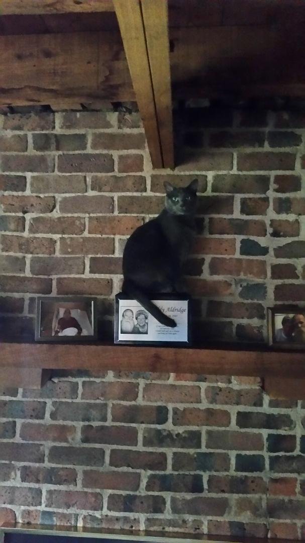 Buddy got 2 kittens from the pound when he was feeling rough. Now they're grown. Evidently one of them wants to be close to Bud. I found her perched on the marble box I have Buddy's ashes in. Guess she feels closer to him u