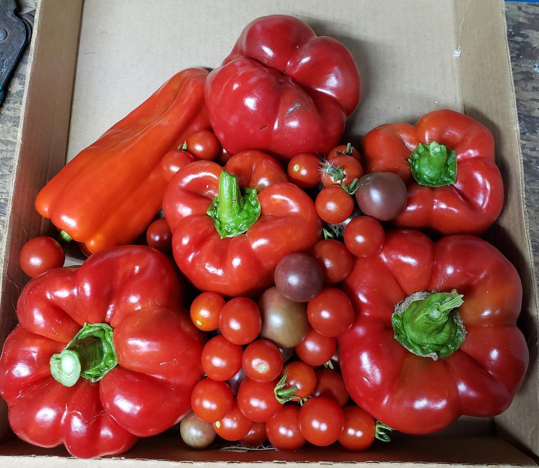 More Produce from Federal Rd