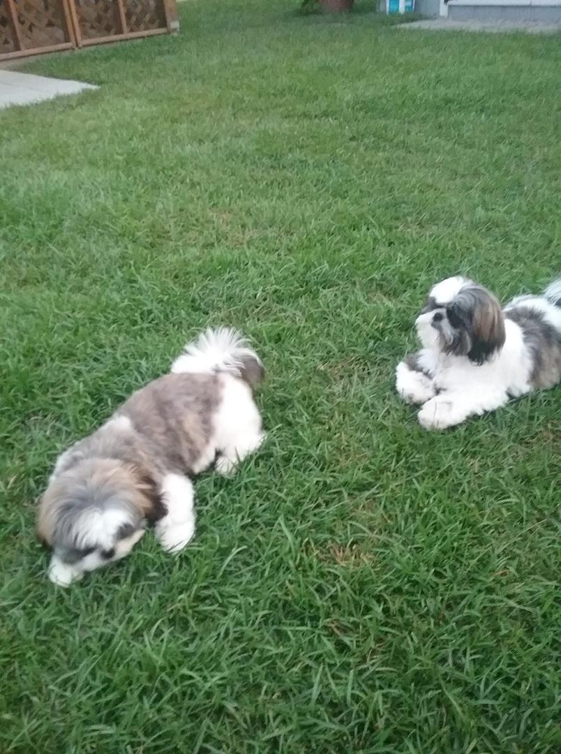 They just got their hair cuts.